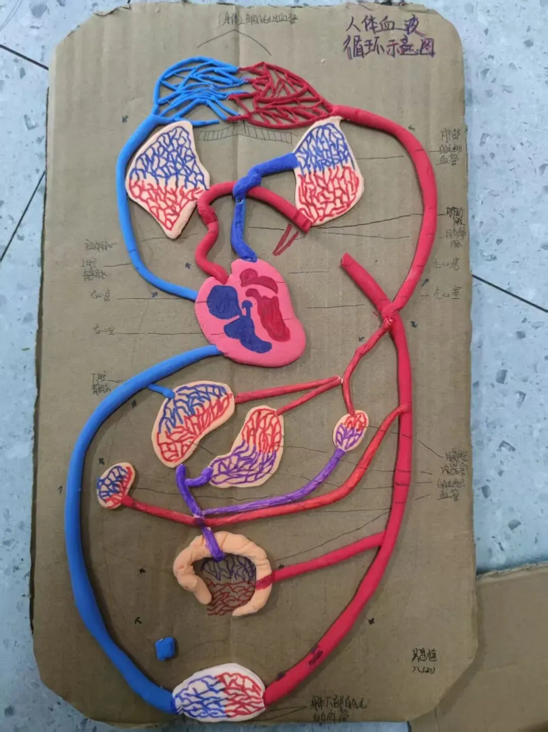 中考必考内容:沛县三中李娟老师分享:苏科版初中生物学八上人体血液循环学习活动作品 第2张