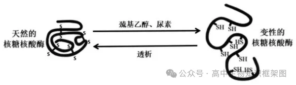 2026年东三省高三第一次联合模拟考试生物学试题和答案 ⊙ 第4张
