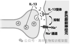 2026年东三省高三第一次联合模拟考试生物学试题和答案 ⊙ 第6张