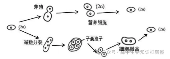 2026年东三省高三第一次联合模拟考试生物学试题和答案 ⊙ 第5张