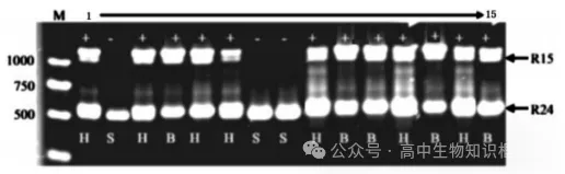2026年东三省高三第一次联合模拟考试生物学试题和答案 ⊙ 第12张