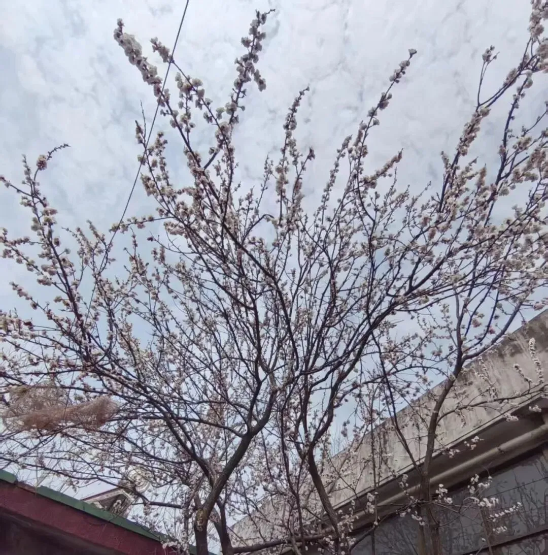 助力学子中考,再探素养目标与命题原则 第3张