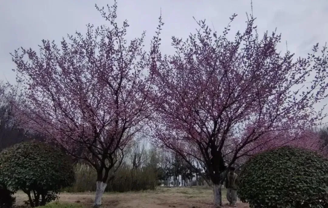 助力学子中考,再探素养目标与命题原则 第4张