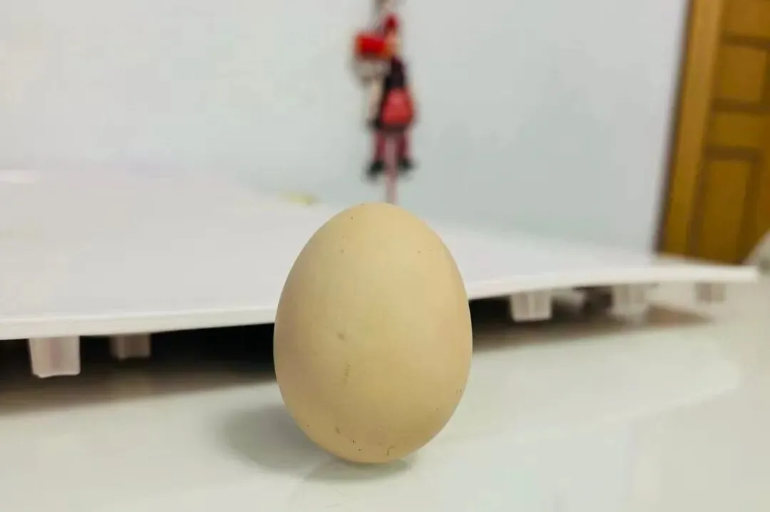 春分立蛋,高抬龙头丨离中考86 天 第1张