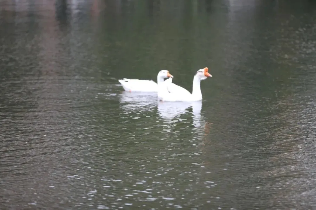 春分立蛋,高抬龙头丨离中考86 天 第5张
