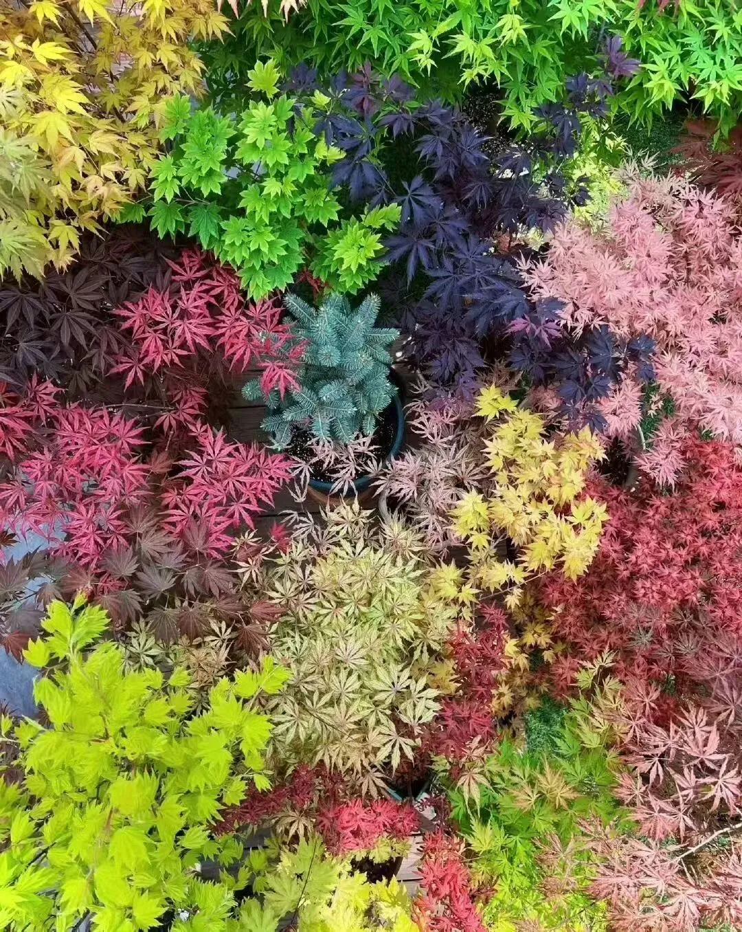 二诊倒计时:当“躺平”撞上“内卷”,中考家长的必修课 第5张