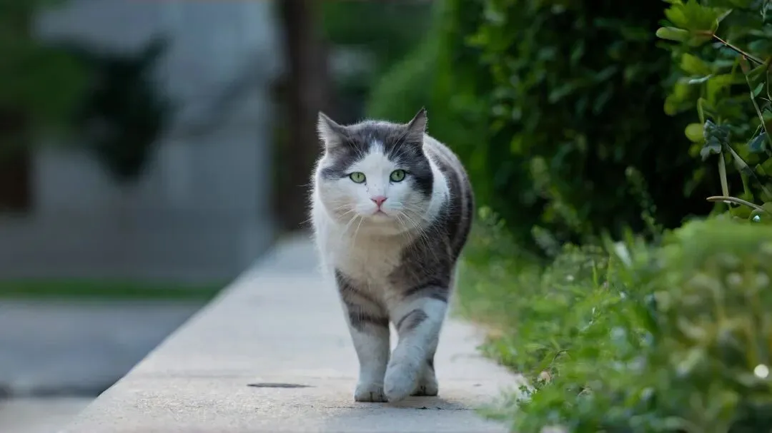 中考英语第一次模拟试题 第2张