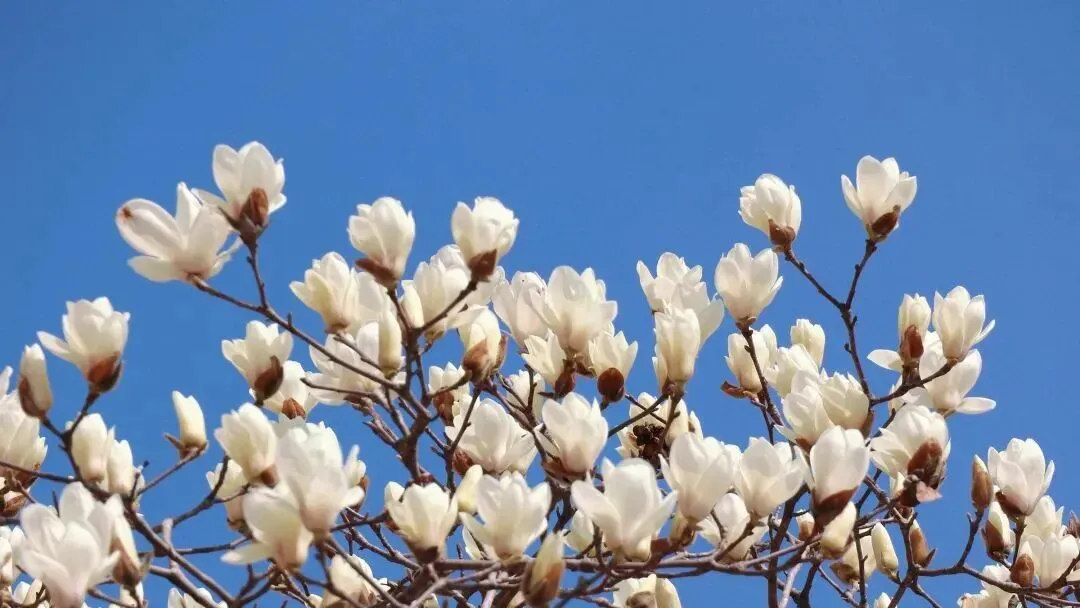 中考英语语法复习 动词不定式和动名词练习220题 第2张