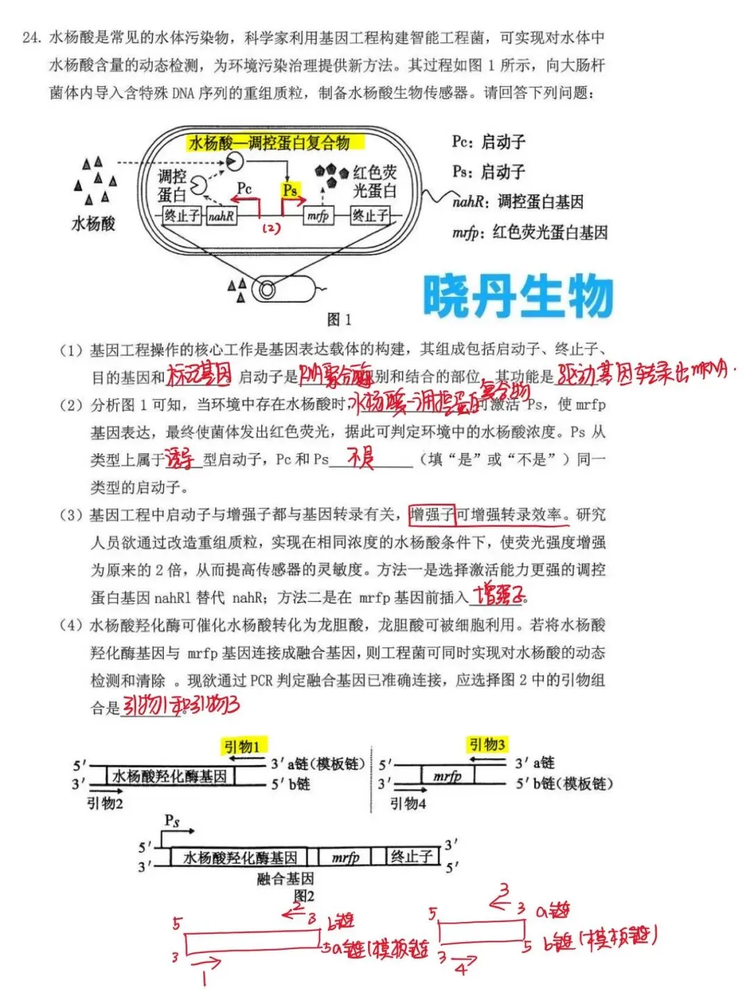 2026年3月辽宁省抚顺市高三下学期模拟考试—基因工程 第2张