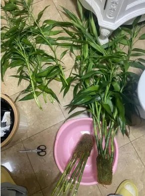 策马扬鞭正当时,劳动砺志迎中考 ——珠海市夏湾中学初三年级“我的中国年”寒假劳动实践活动 第18张