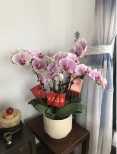 策马扬鞭正当时,劳动砺志迎中考 ——珠海市夏湾中学初三年级“我的中国年”寒假劳动实践活动 第19张