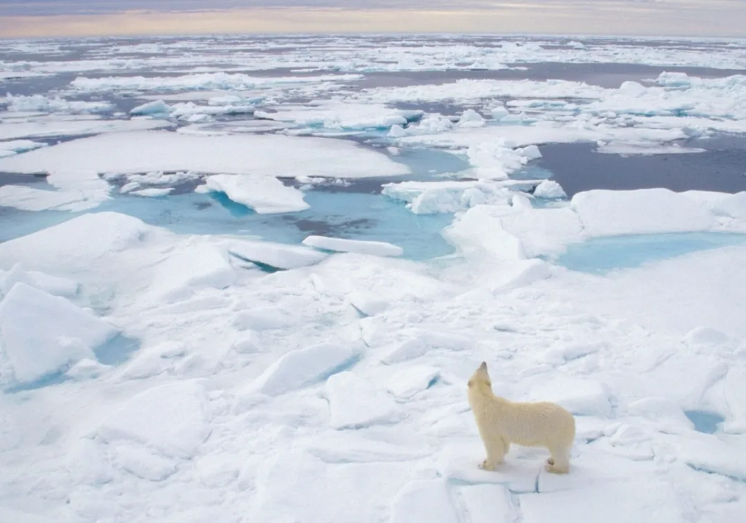 【判断推理】逻辑判断秒杀技巧,附真题解析 第26张
