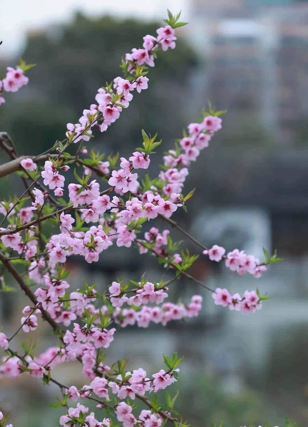 中考素材积累和仿写:桃花饼,桃花香(八下阅读) 第1张