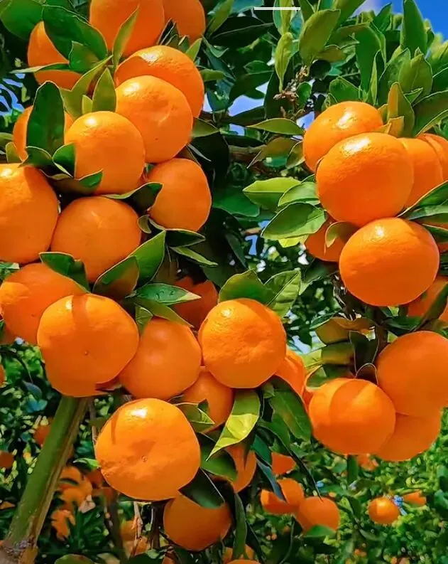 2/16黄浦区2025年高三一模英语试卷21——35题答案解析 第2张