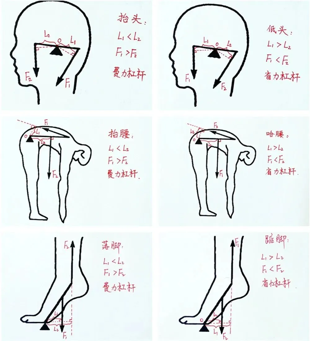 初二物理重点,中考物理必考!杠杆知识全归纳! 第3张 初二物理重点,中考物理必考!杠杆知识全归纳! 第3张