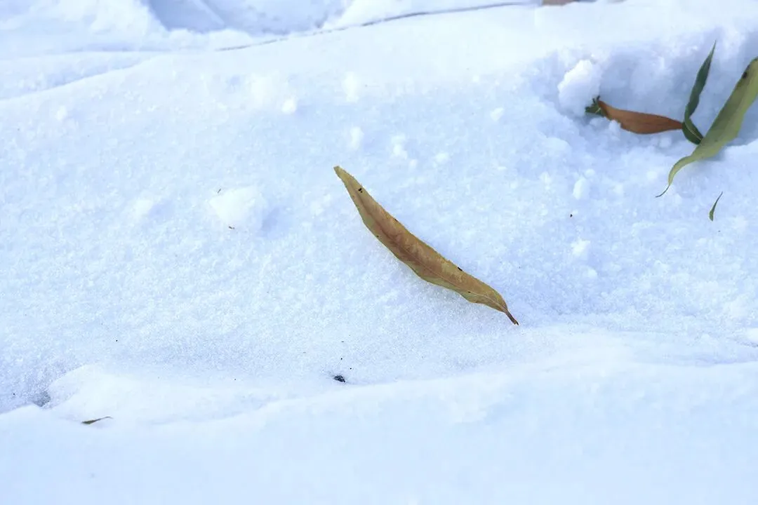 2026学年安徽省滁州市高三上学期期末试卷 语文 数学 物理(有答案免费下载) 第28张