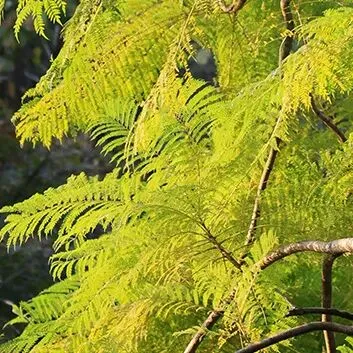 2026学年安徽省合肥市高三上学期期末试卷 语文 数学 英语 物理 化学 生物 地理 历史 政治(全科 有答案免费下载) 第11张