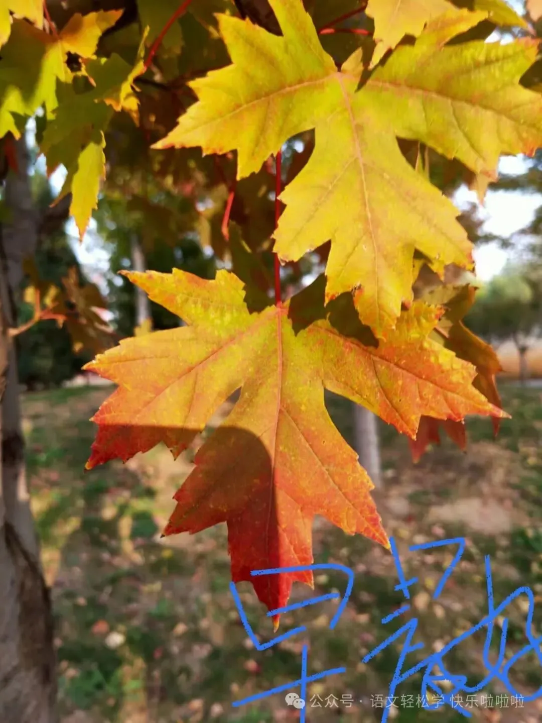 2026北京四中初三3月月考语文试卷及答案“痕迹”记叙文·以“玉兰花又开了”为开头想象文 第17张