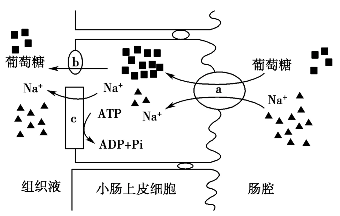 2026届广东省梅州市高三一模生物试卷 (3月) 第3张 2026届广东省梅州市高三一模生物试卷 (3月) 第3张
