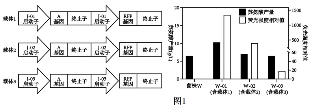 2026届广东省梅州市高三一模生物试卷 (3月) 第27张 2026届广东省梅州市高三一模生物试卷 (3月) 第27张