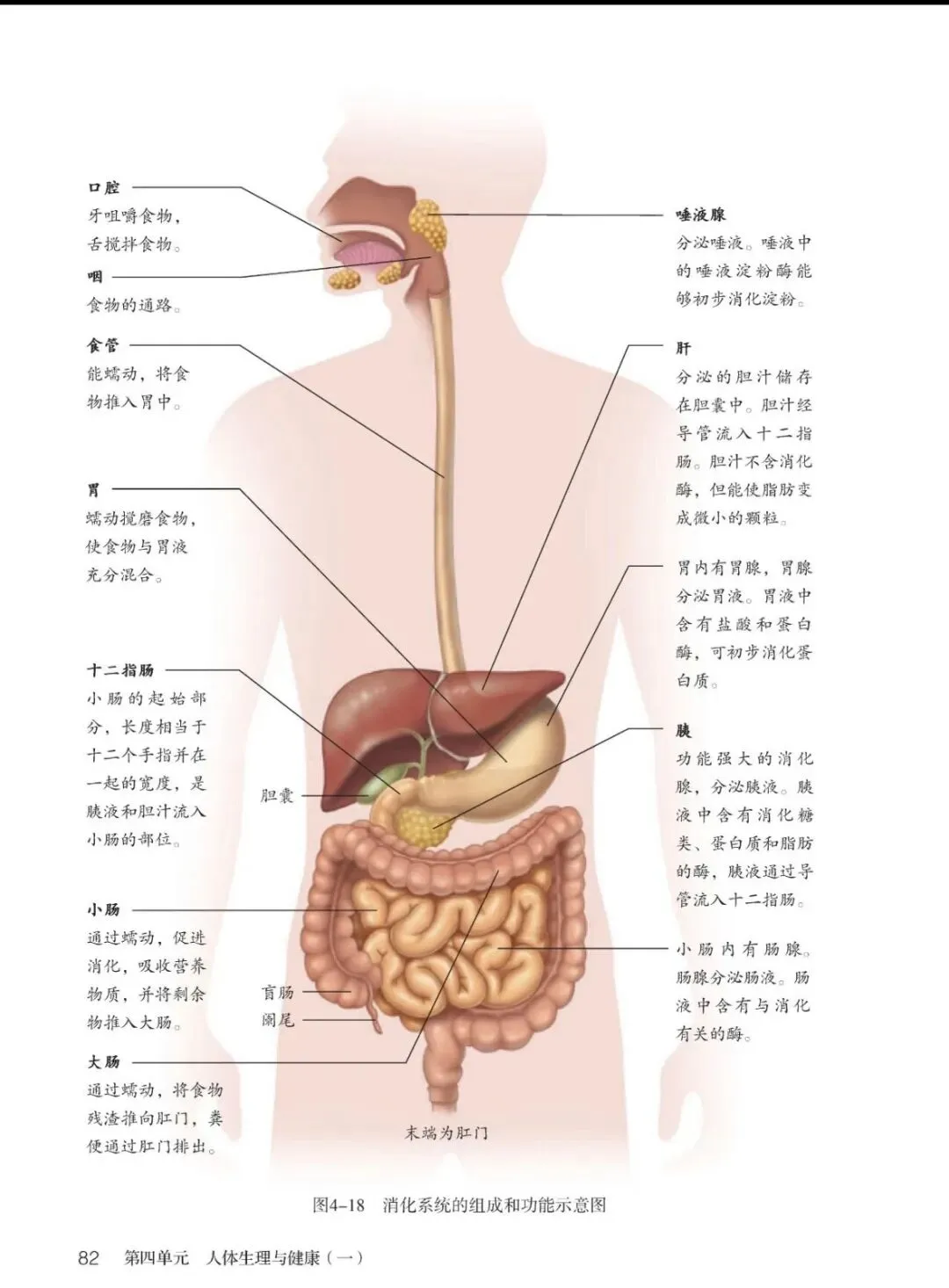 生物中考打卡第23天 消化系统 第1张 生物中考打卡第23天 消化系统 第1张