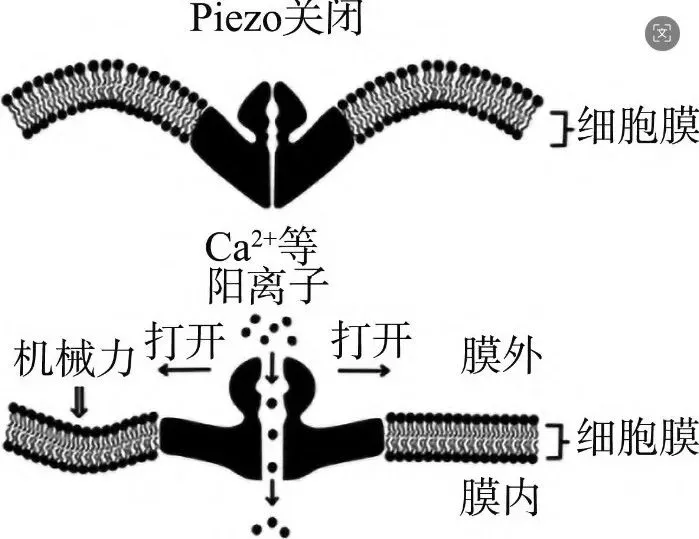 诺奖成果如何“变身”高考真题?以“Piezo通道”素材为例,学会命制高质量生物原创题 第2张