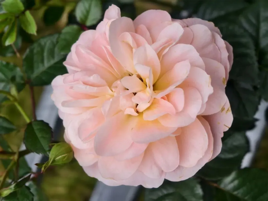 百日砺剑逐梦行 家校同心战中考——我校中考百日誓师系列活动圆满举行 第30张