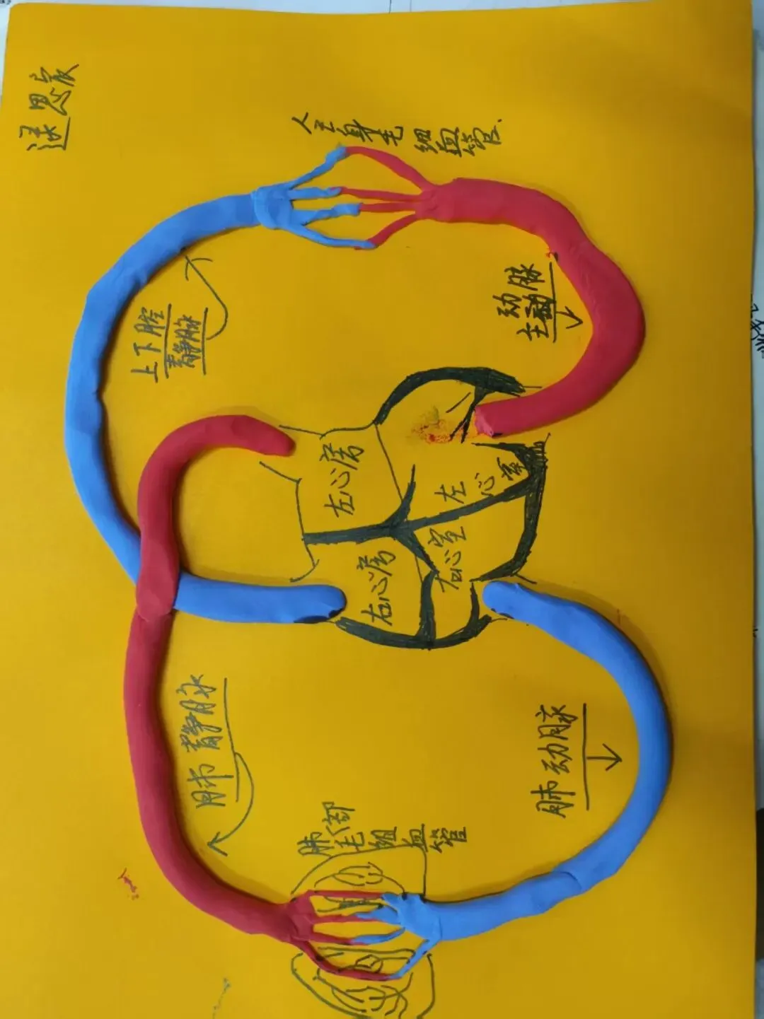 中考必考内容:沛县三中李鹃老师分享:苏科版初中生物学八上人体血液循环学习活动作品 第4张