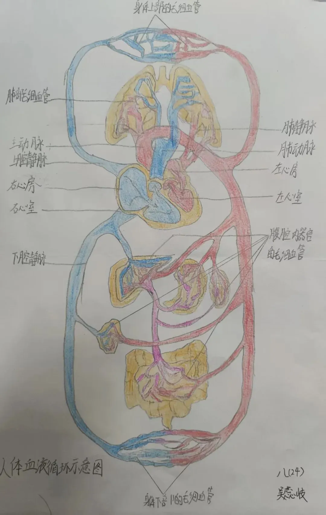 中考必考内容:沛县三中李鹃老师分享:苏科版初中生物学八上人体血液循环学习活动作品 第7张