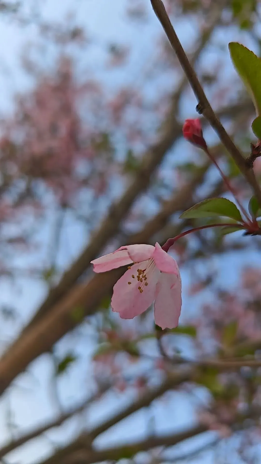 重磅!2027年多地中考大改:生物、地理不再计入总分,家长速看! 第3张