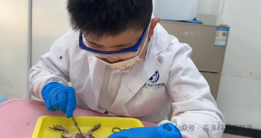 英泽科学教育实验室:中考实验课程周周爆满的秘密,揭秘科学教育的黄金赛道 第11张