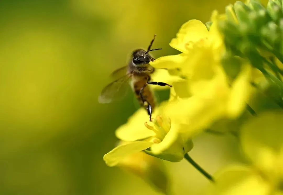 2026安徽中考名校之约九年级数学核心素养及答案 第6张