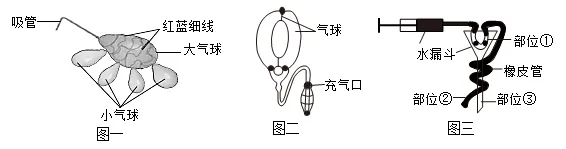 生物学中考真题:模型制作类考题 第3张