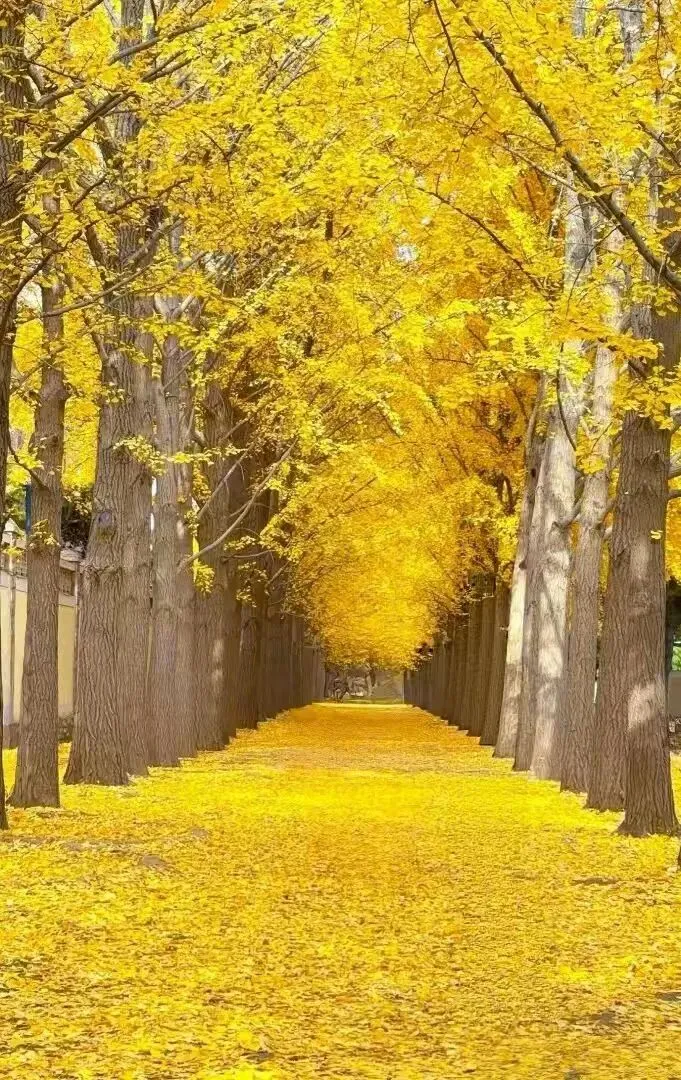 3/16松江区2025届高三一模英语试卷01——10题 语法填空解析 第2张 3/16松江区2025届高三一模英语试卷01——10题 语法填空解析 第2张