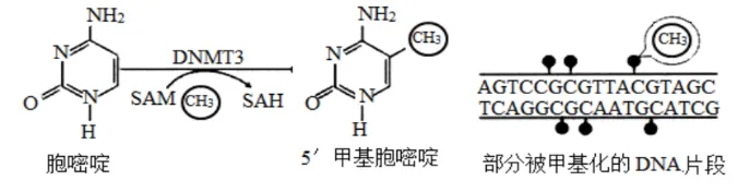 陕西省西安中学2026届高三第三次模拟考试 生物学试题 第6张 陕西省西安中学2026届高三第三次模拟考试 生物学试题 第6张
