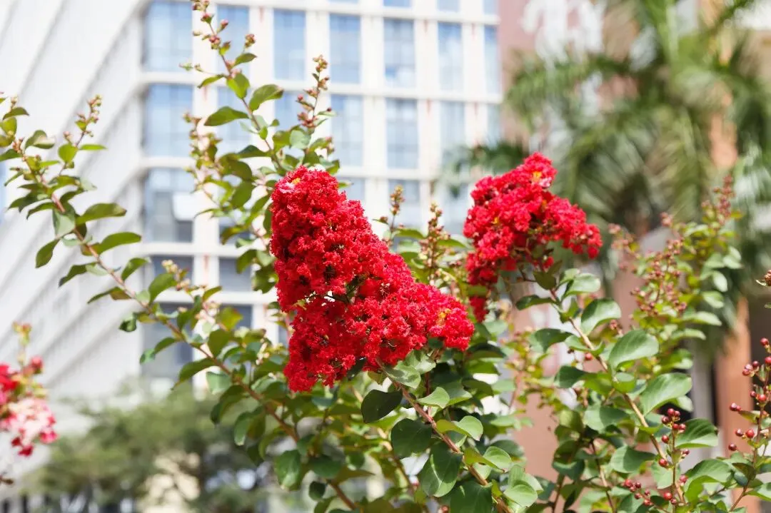 百日砺剑,六月扬眉——凤凰学校中考百日誓师,燃动青春赴征程! 第34张