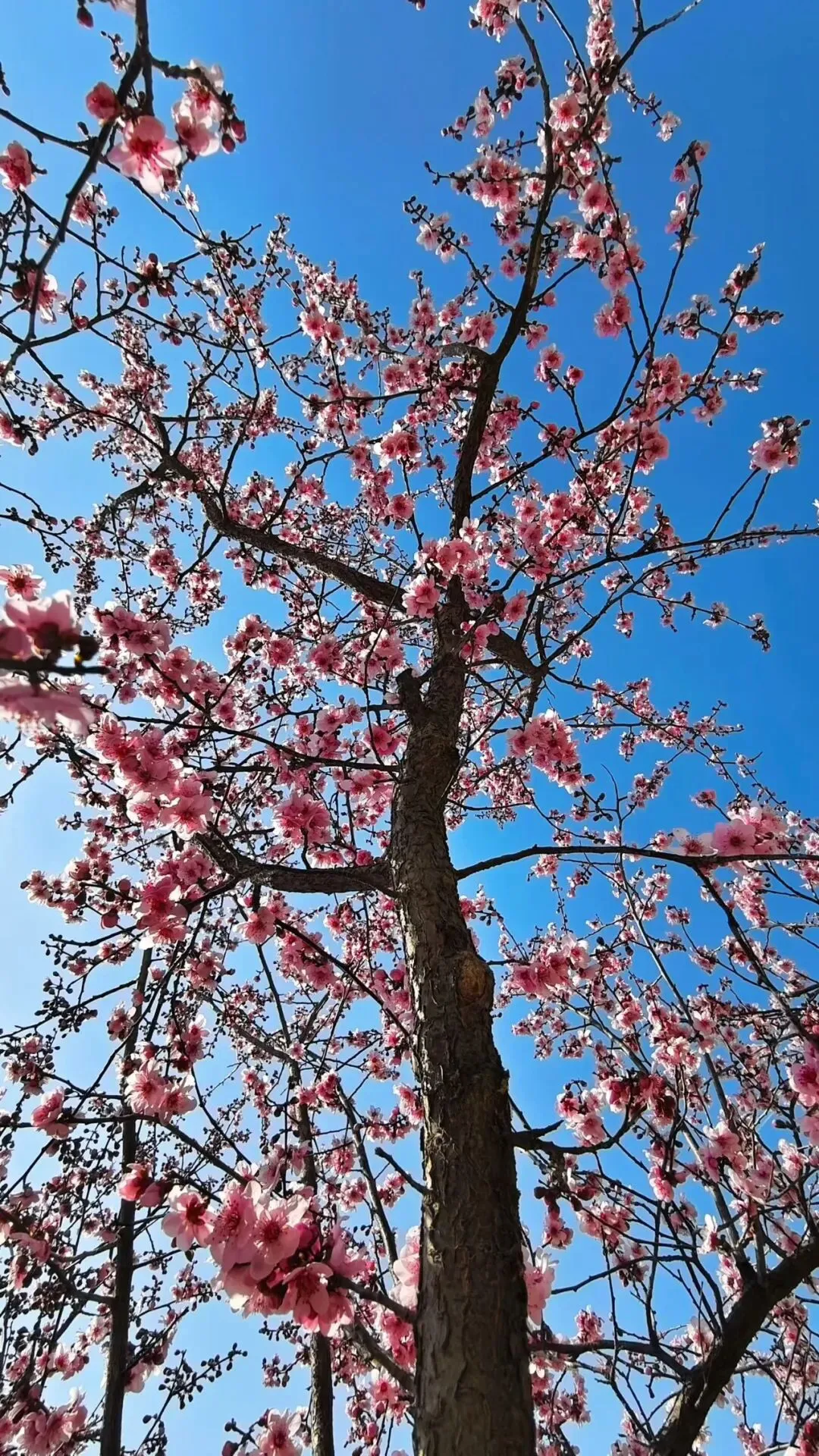 班级共写 | 以荣光为炬,赴中考之约 第1张