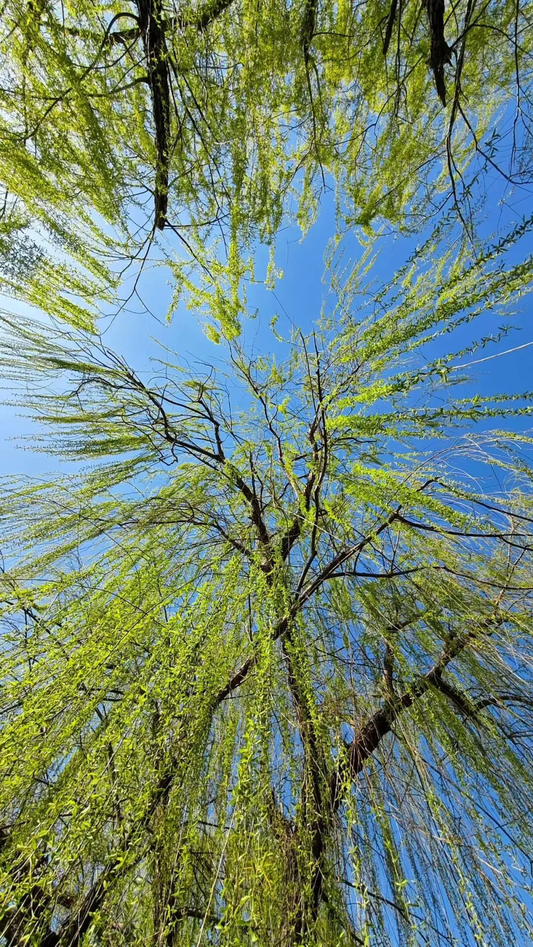 班级共写 | 以荣光为炬,赴中考之约 第2张