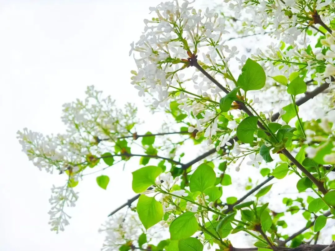 离中考还有83天丨做好自己,问心无愧 第1张