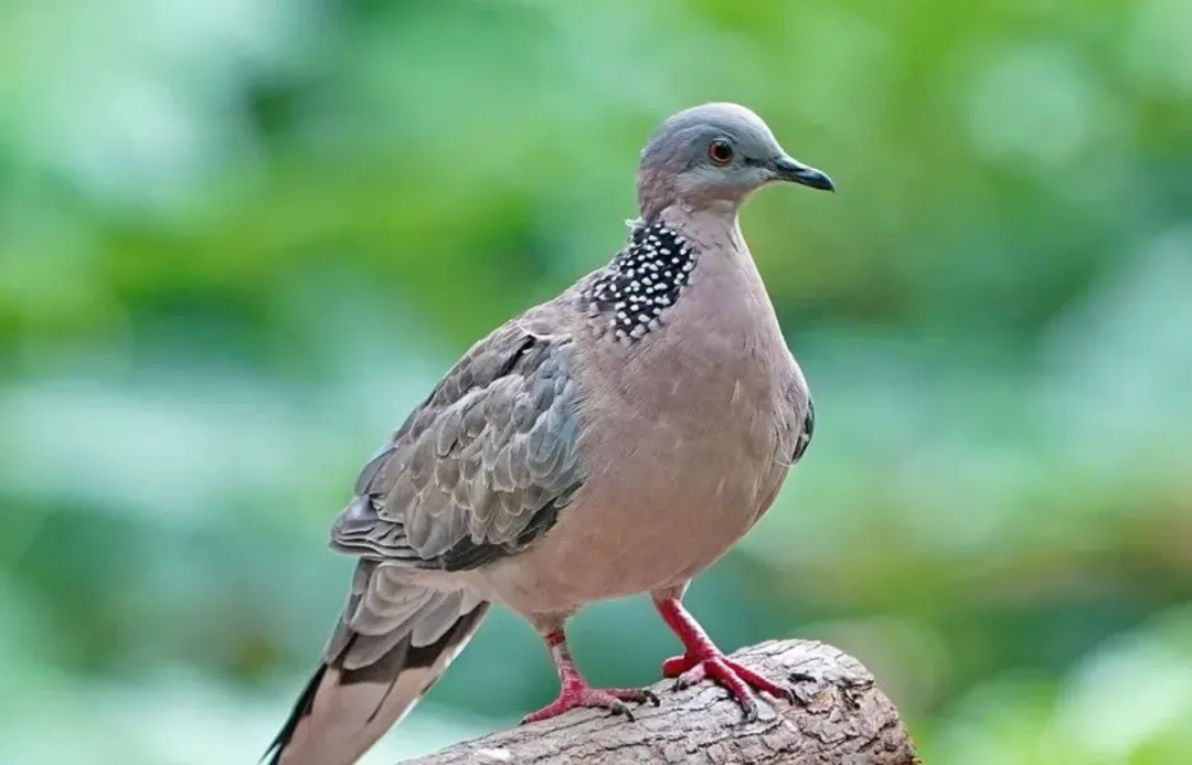 2024年上海高考语文(秋考)真题以及答案、2024年上海春考语文试卷以及答案 第1张