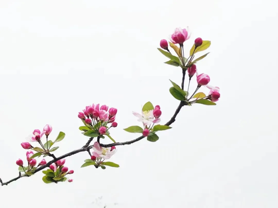 九年级模拟考试考场作文分享:那次,我我读懂了错误 第2张 九年级模拟考试考场作文分享:那次,我我读懂了错误 第2张