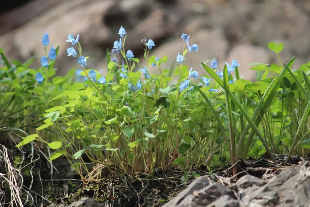 九年级模拟考试考场作文分享:那次,我我读懂了错误 第4张 九年级模拟考试考场作文分享:那次,我我读懂了错误 第4张