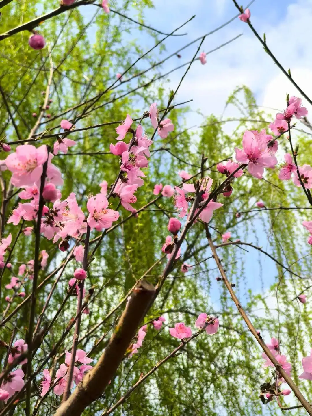 考题速递:2026届苏北七市二模考前模拟试卷三试题及答案 第37张 考题速递:2026届苏北七市二模考前模拟试卷三试题及答案 第37张