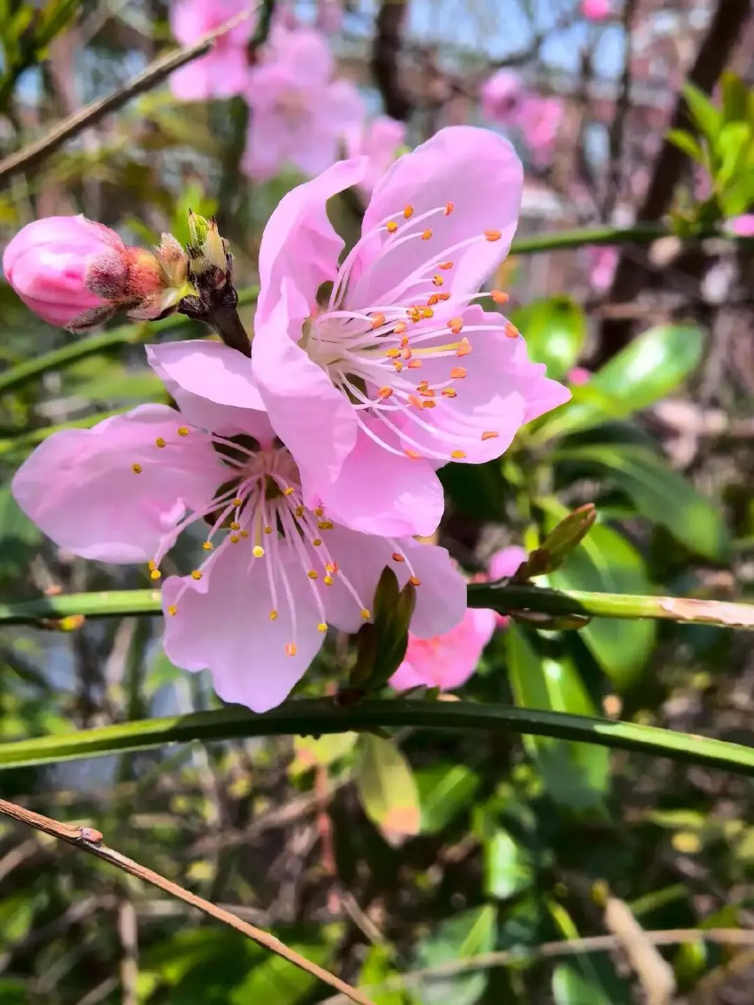 考题速递:2026届苏北七市二模考前模拟试卷三试题及答案 第38张 考题速递:2026届苏北七市二模考前模拟试卷三试题及答案 第38张