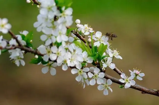 2026年中考化学一轮复习专题六定量分析 第26张