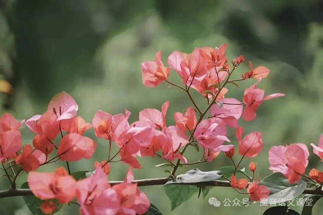 2025年上海市各区初三语文二模试卷汇编(16区已全) 第2张