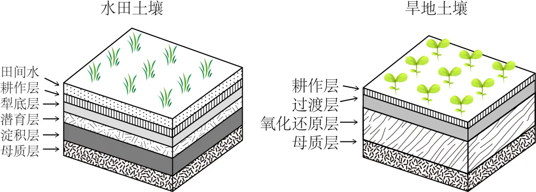 【考点真题汇编】20260324植被与土壤2025年高考真题分类汇编 第10张