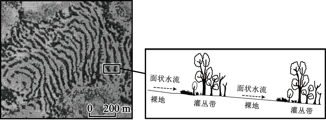 【考点真题汇编】20260324植被与土壤2025年高考真题分类汇编 第26张