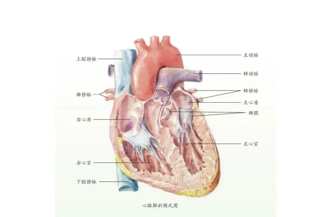 中考生物打卡第25天 第1张