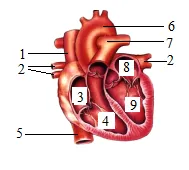 2026年中考生物模拟卷5份 第13张
